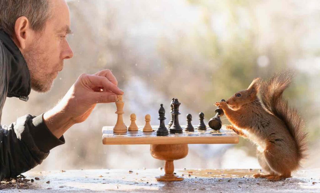 man playing chess with squirrel