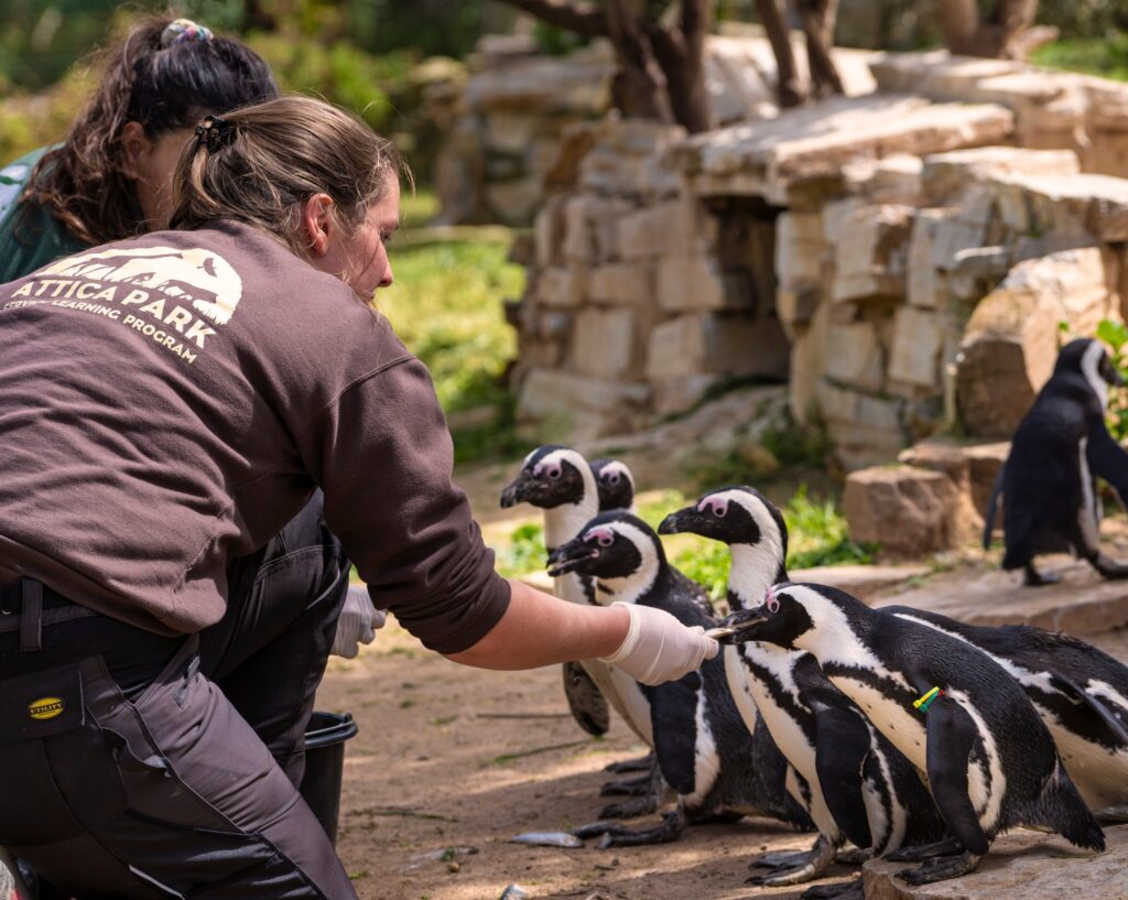 students at zoo with animals